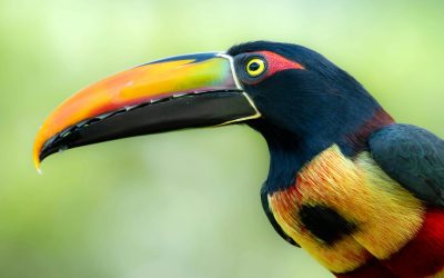 Le Costa Rica – L’aventure verte