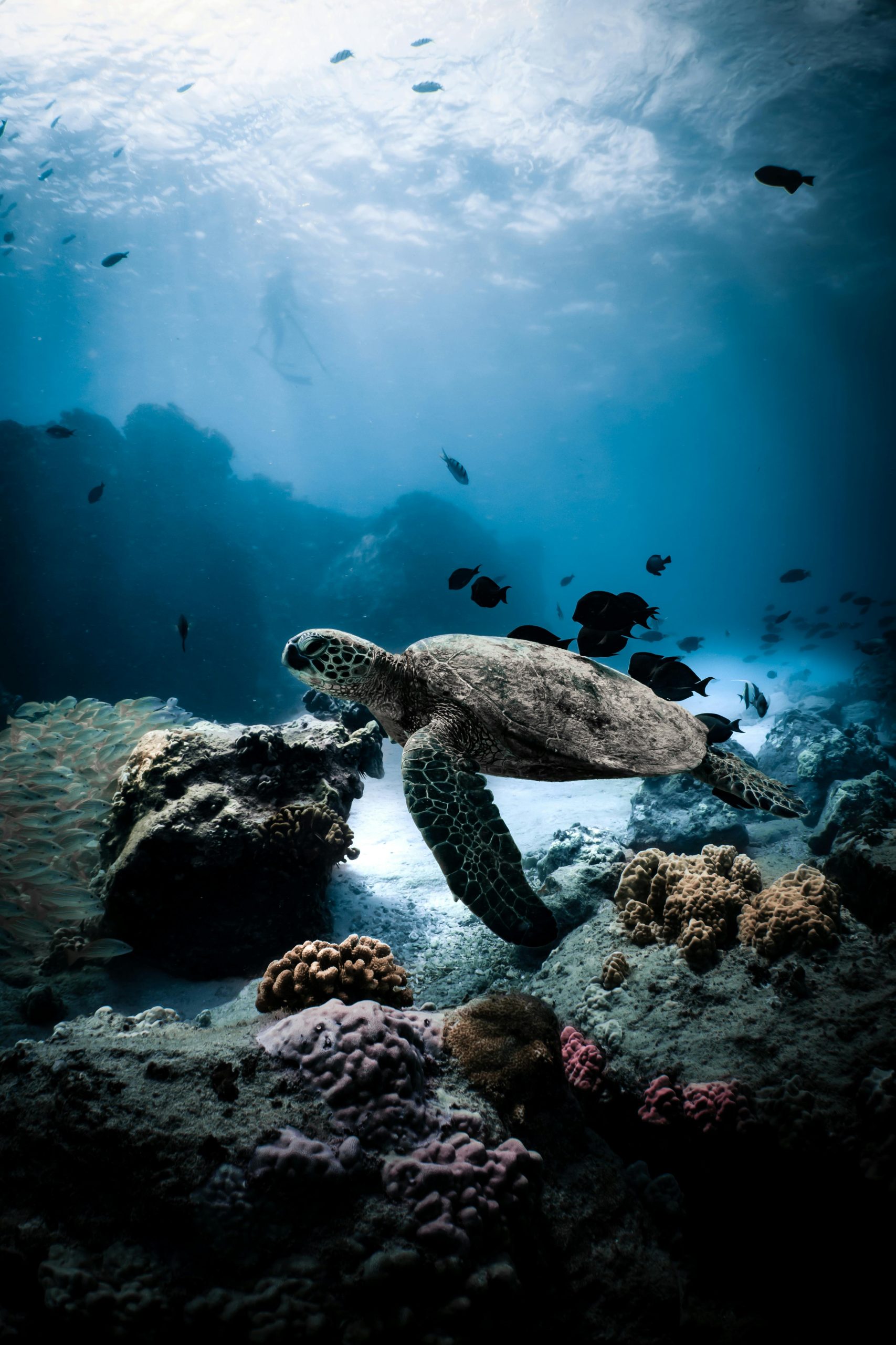l'Indonésie Mentawai – Image 2