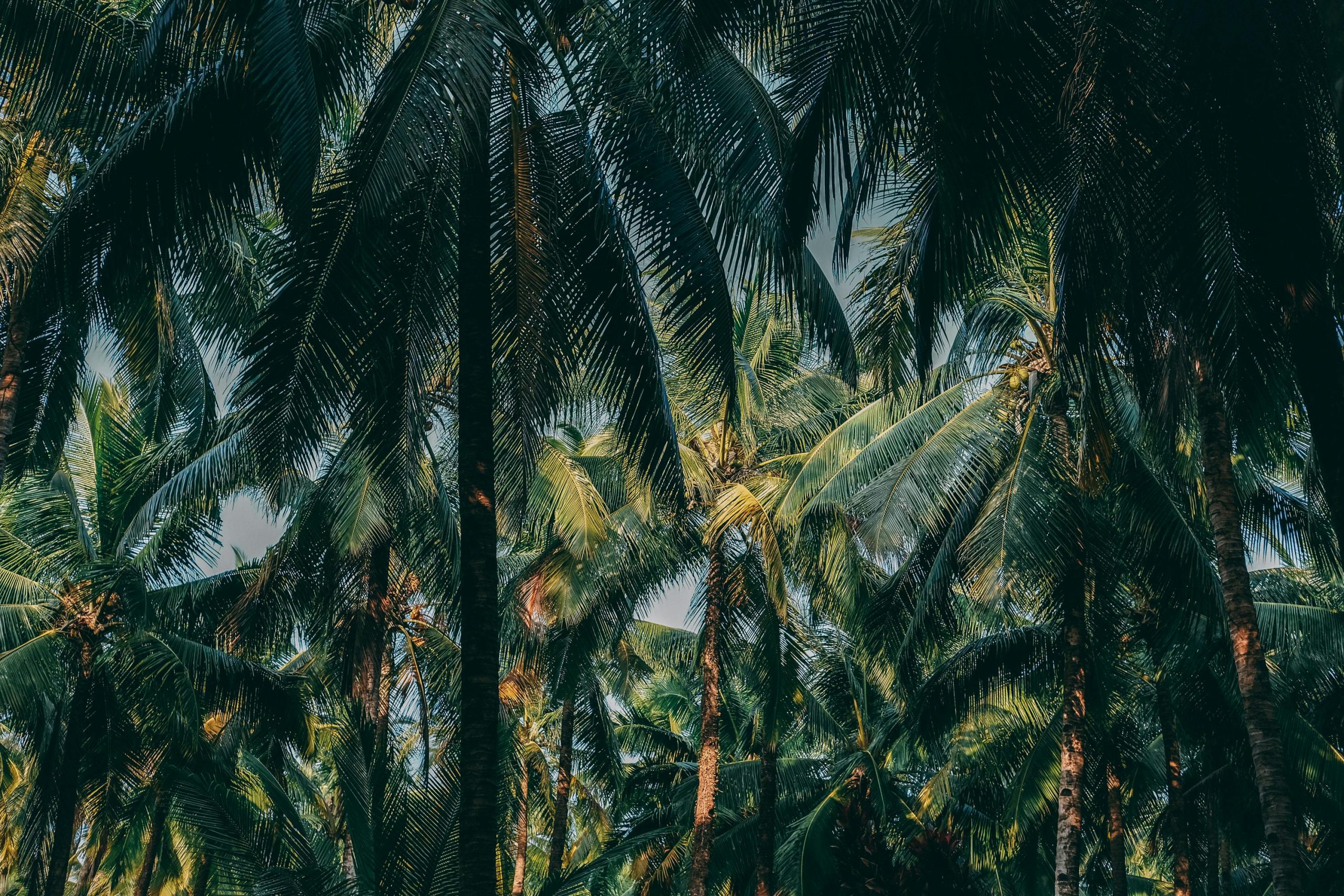 l'Indonésie Mentawai – Image 6